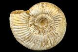 Jurassic Ammonite (Perisphinctes) Fossil - Madagascar #161763-1